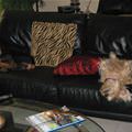 Very Sleepy Dogs
