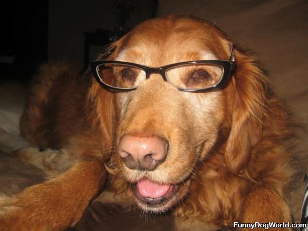 Very Smart Dog