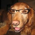 Very Smart Dog