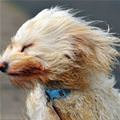 Very Windy Today