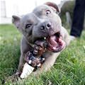 funny dog 5