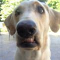 funny dog 3