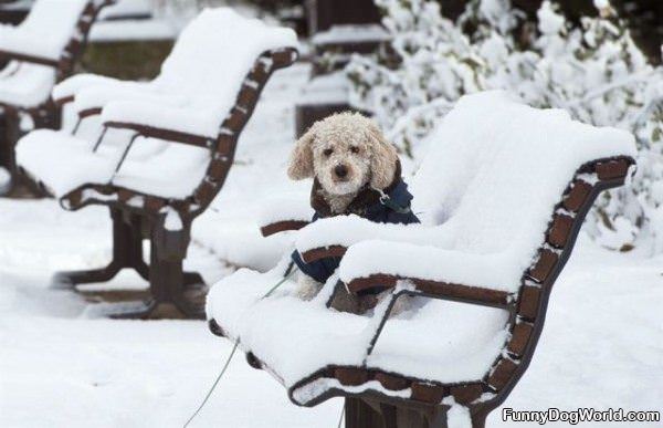 Waiting In The Snow