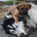 funny dog 4