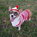 funny dog 2
