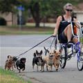 funny dog 4