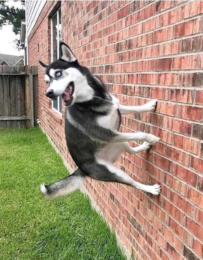 Wall Jumper