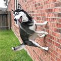 Wall Jumper