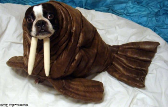 Walrus Dog