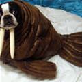 Walrus Dog