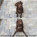 Want To Go For A Walk