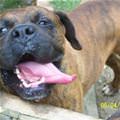 funny dog 2