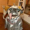 funny dog 3