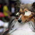 funny dog 4