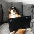 funny dog 1