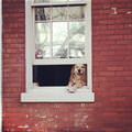 funny dog 3