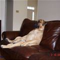 funny dog 1