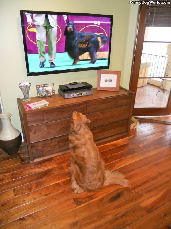 Watching The Dog Show