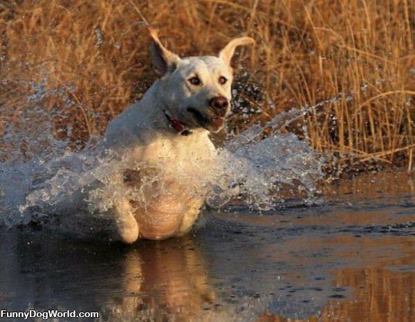 Water Dog