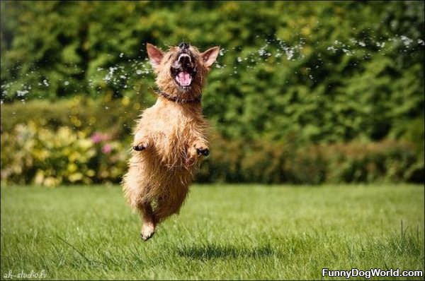 Water Nom Nom