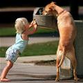 funny dog 4