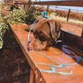 funny dog 4