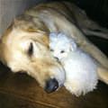 funny dog 5