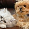 funny dog 4