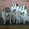 funny dog 4