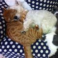 funny dog 5