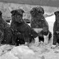 We Like The Snow