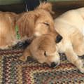 We Like To Sleep Together