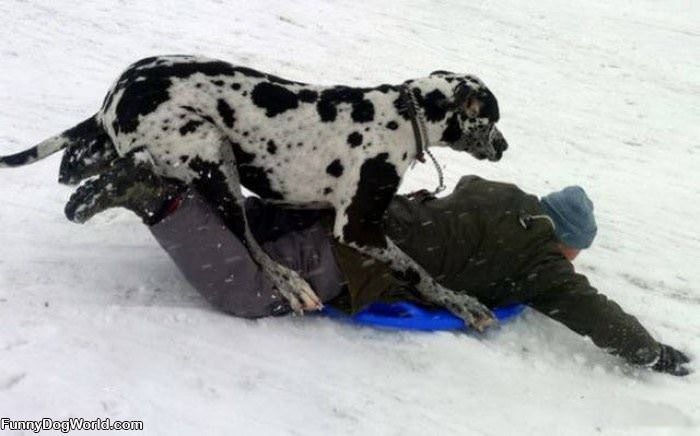 We Love Sledding