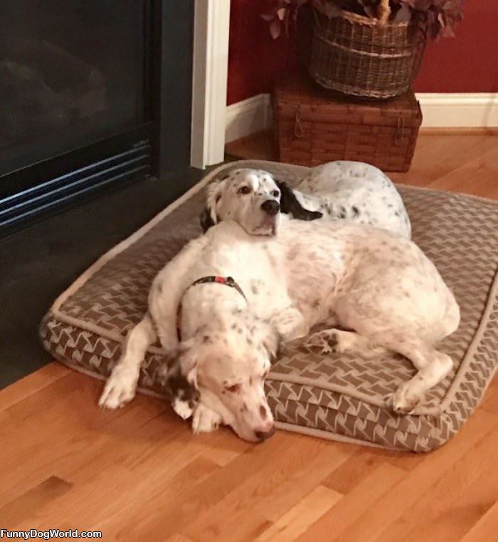 We Share This Bed
