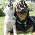 funny dog 4