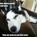 We Were Wolves Once