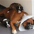 funny dog 5