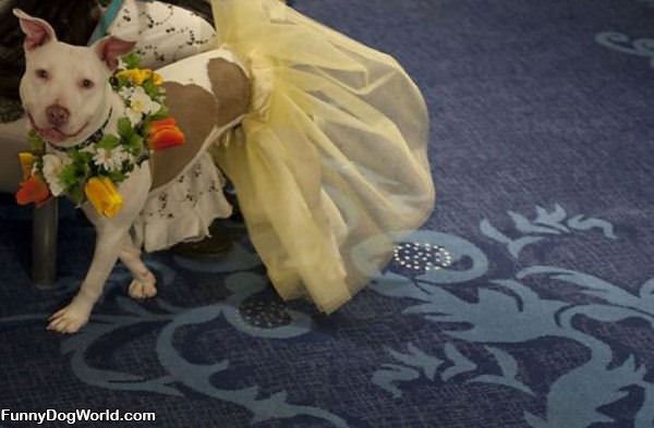 Wedding Dog