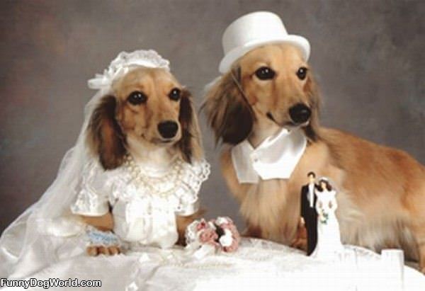 Wedding Picture