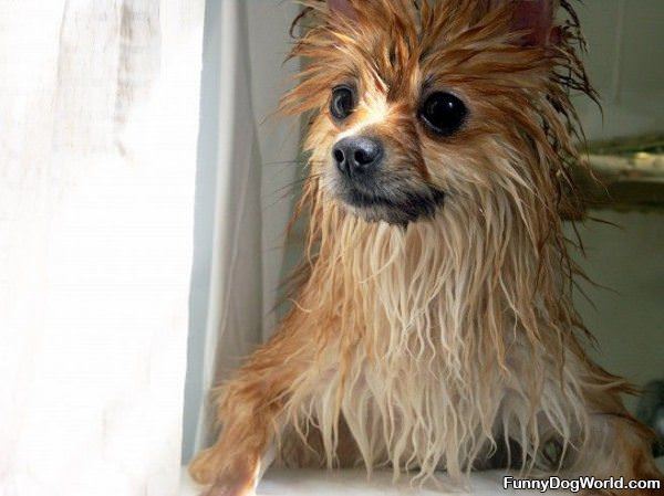 Wet Dog