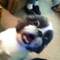 Whaaaaaaaaaaaa Dog