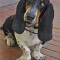funny dog 3
