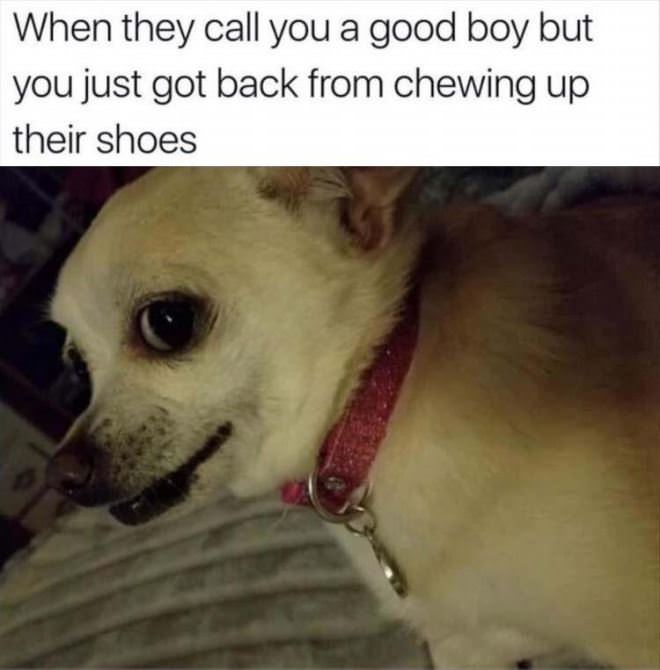 What A Good Boy