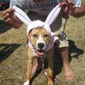 funny dog 4