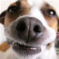 funny dog 3