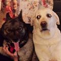 funny dog 2