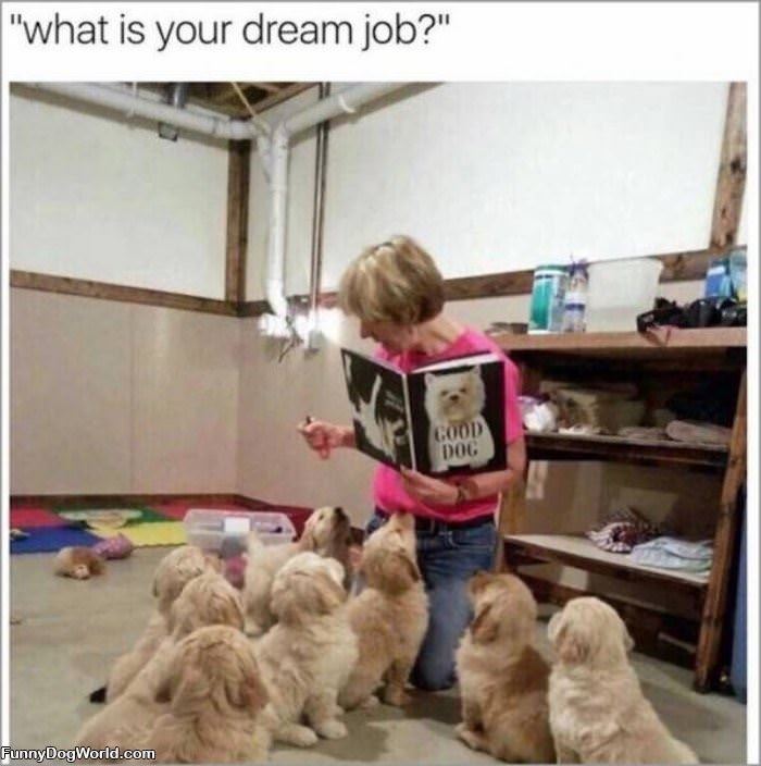 What Is Your Dream Job