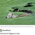What Kind Of Alligator