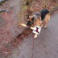 funny dog 1