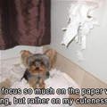 funny dog 1